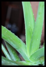 Aloe