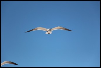 Manage Cholesterol and Blood Pressure Naturally