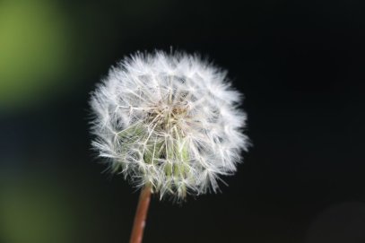dandelion magical herb