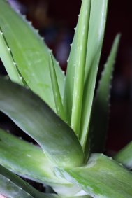aloe vera