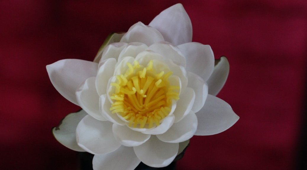 Anti-Aging Resources From Your Kitchen