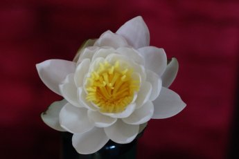 Anti-Aging Resources From Your Kitchen