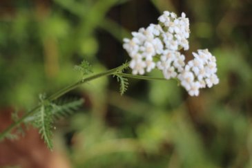 Yarrow - Ultimate Remedy for Wounds and Cuts